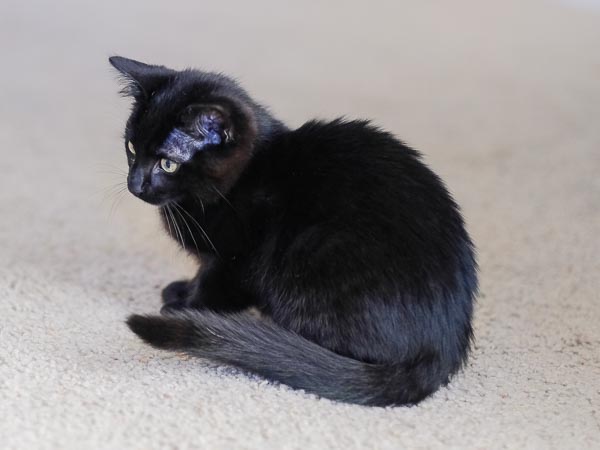 Ziva 2019-02-23 at 6.36.58 PM 8