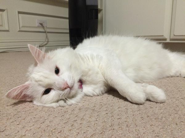 Kittytime 2
