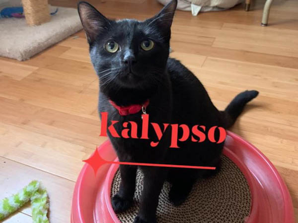 Kalypso
