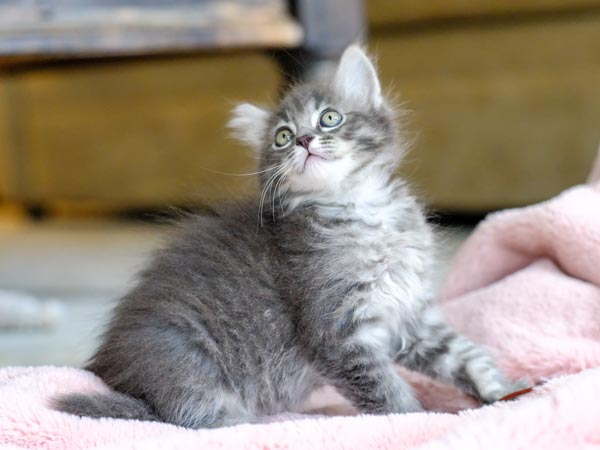 Penni 2019-05-01 at 12.52.14 PM 11