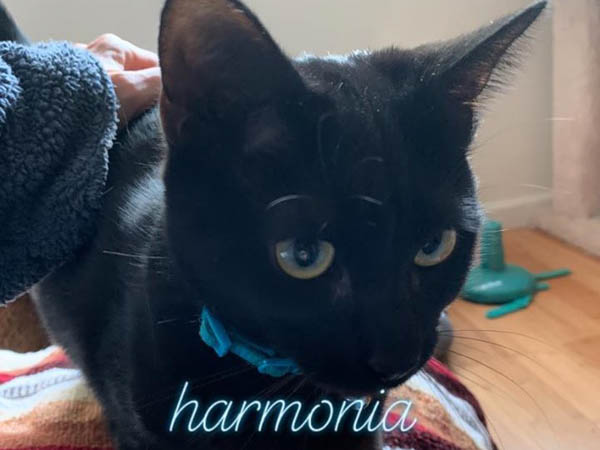 Harmonia