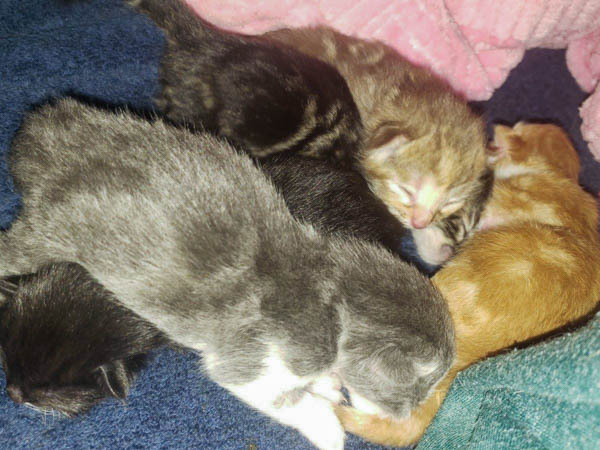 Keanu Litter 1