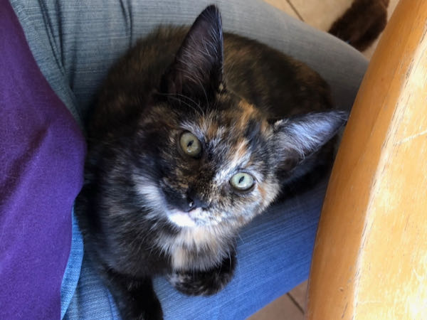 Minette 1