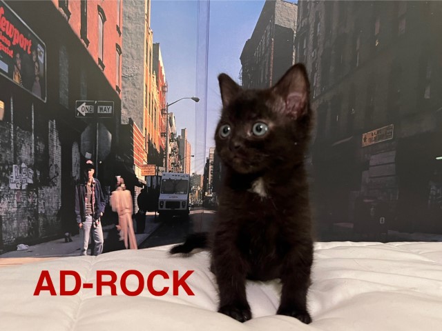 Ad-Rock1