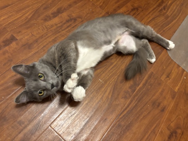 Clawdia2