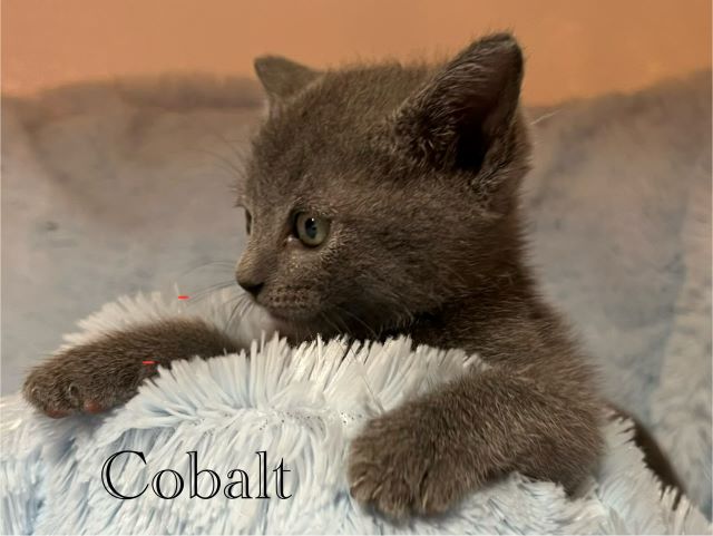 Cobalt2