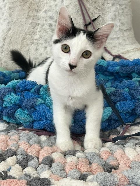 Dottie7