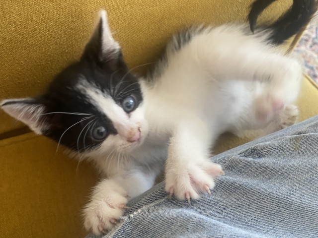 Freddie2