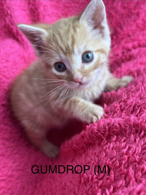 Gumdrop1