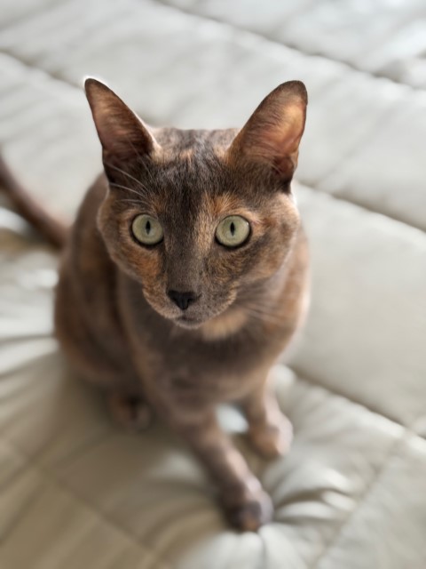 HarperGray2