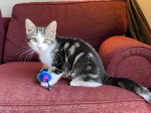 Hearts_4