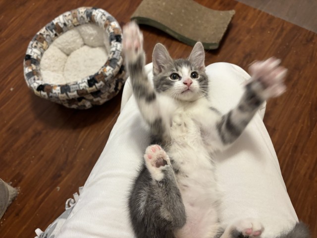 KittyJoe2