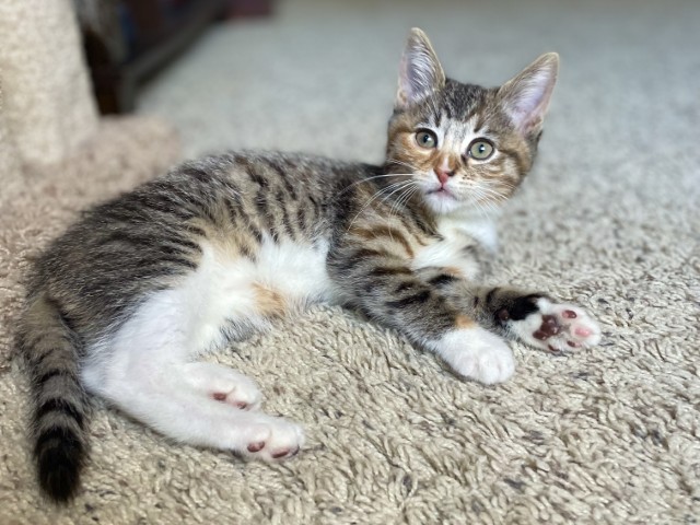 Maci1