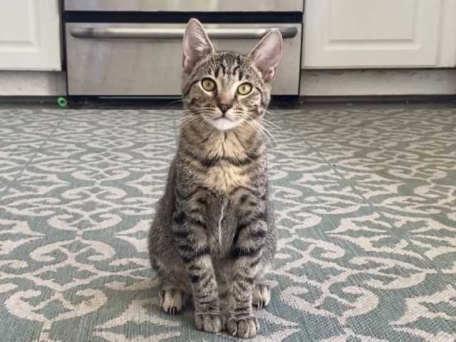 Max_4
