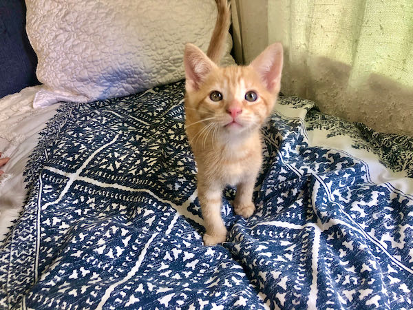 Monty