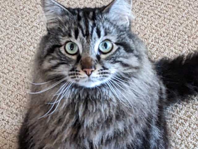 Romeo_1