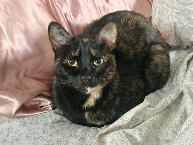 Suzette9