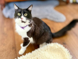 Vito
